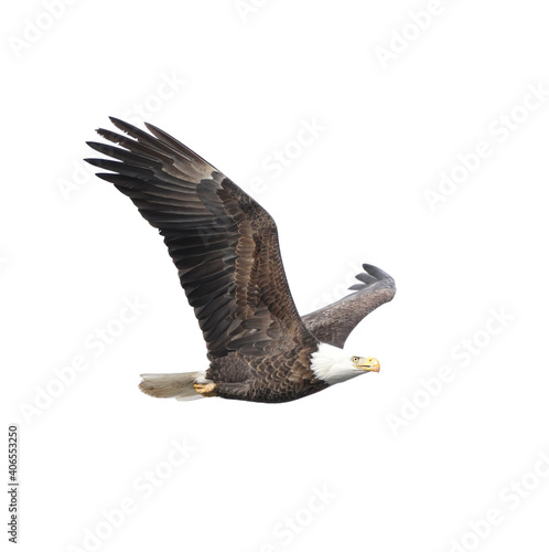 Photography Flying Bald Eagle Isolated on White