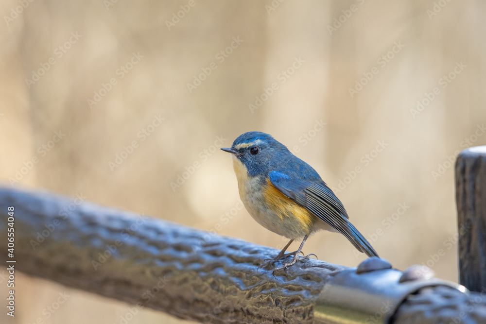 Obraz premium ルリビタキ