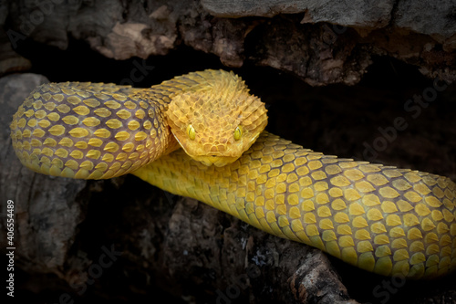 Yellow Variable Bush Viper Snake in hollow log