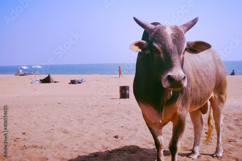 cow on the beach