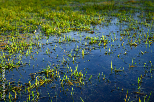 Winter flooding, grass lawn under water after many days of rain 