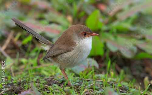 Quadro em tela Female splendid fairywren Malurus splendens sitting on the ground