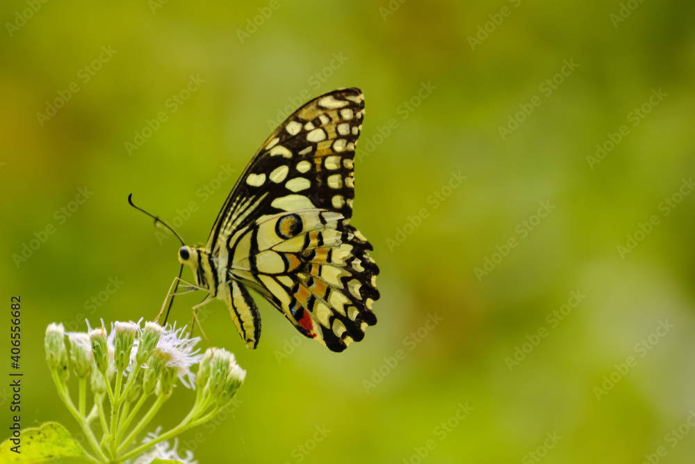 Obraz premium Selective focus Close up Macro image of a beautiful butterfly siting on a white flower with blurred background
