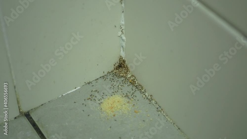 Close-up view of a group of black ants swarming ants poison bait at home.