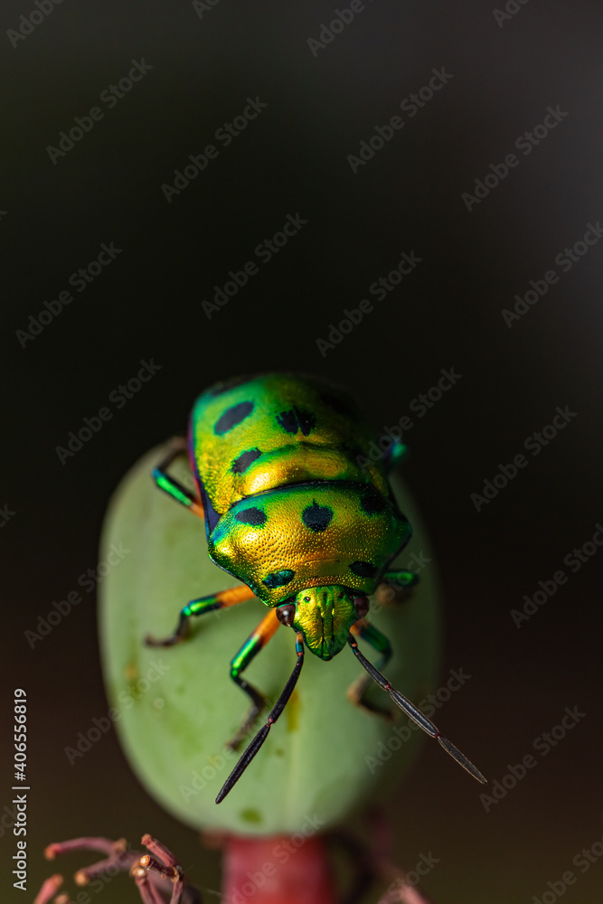 Naklejka premium Selective focus Macro image of a tiny jewel bug siting on a flower bud