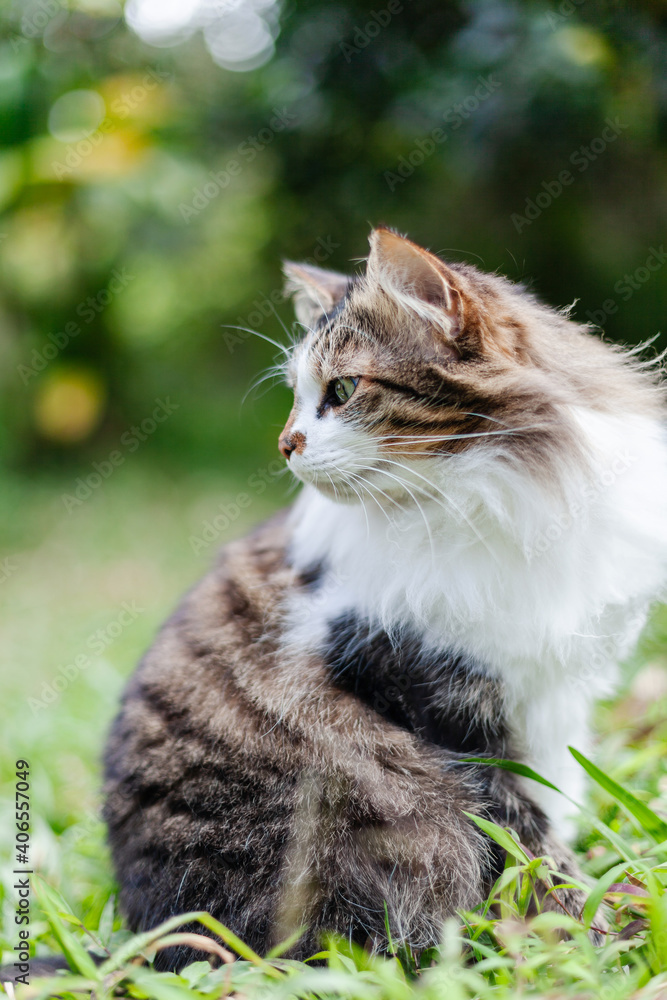 Fluffy longhair cat sitting in grass and looking to the side off camera