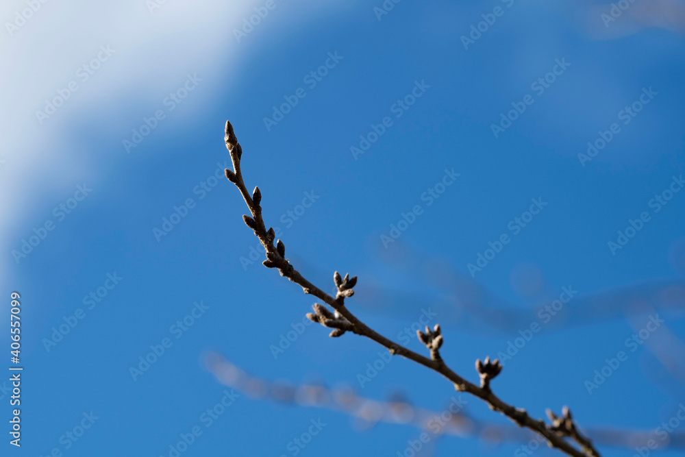 Obraz premium つぼみ