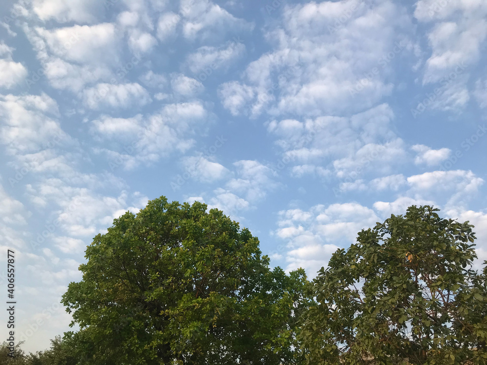 Obraz premium trees against sky