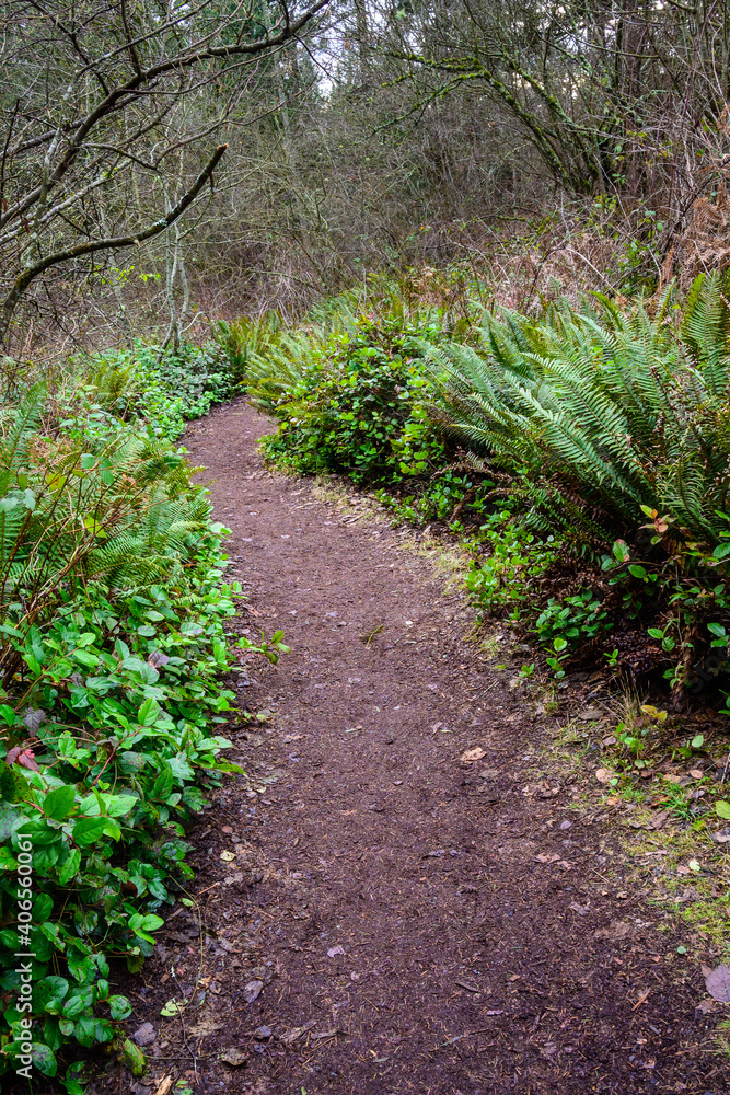 Hiking trails in a wet woodland, lined by sword ferns and salal, and bare branches, on a wet day
Hiking trails in a wet woodland, lined by sword ferns and salal, and bare branches, on a wet day