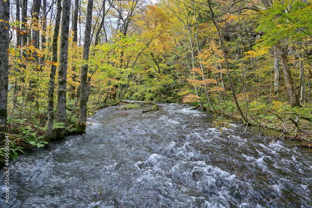 Obraz premium 黄葉に囲まれた奥入瀬渓流のダイナミックな流れ＠青森