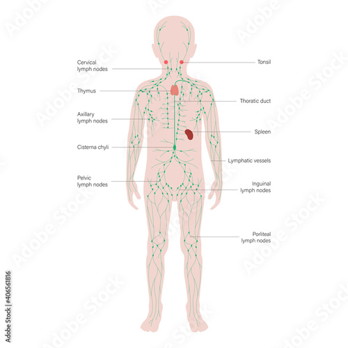 Lymphatic System Concept