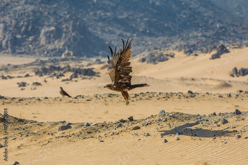 Eastern imperial eagle