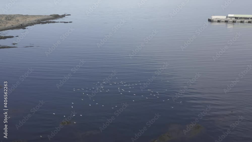 Flock of seagulls flying over water at shore of Iceland, aerial Flock of seagulls flying over water at shore of Iceland, aerial