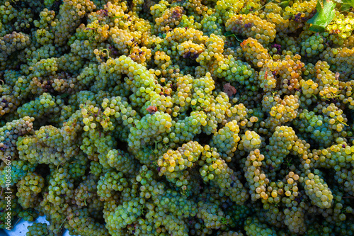 Closeup of ripe white grapes in clusters as natural background. Viticulture and winemaking concept