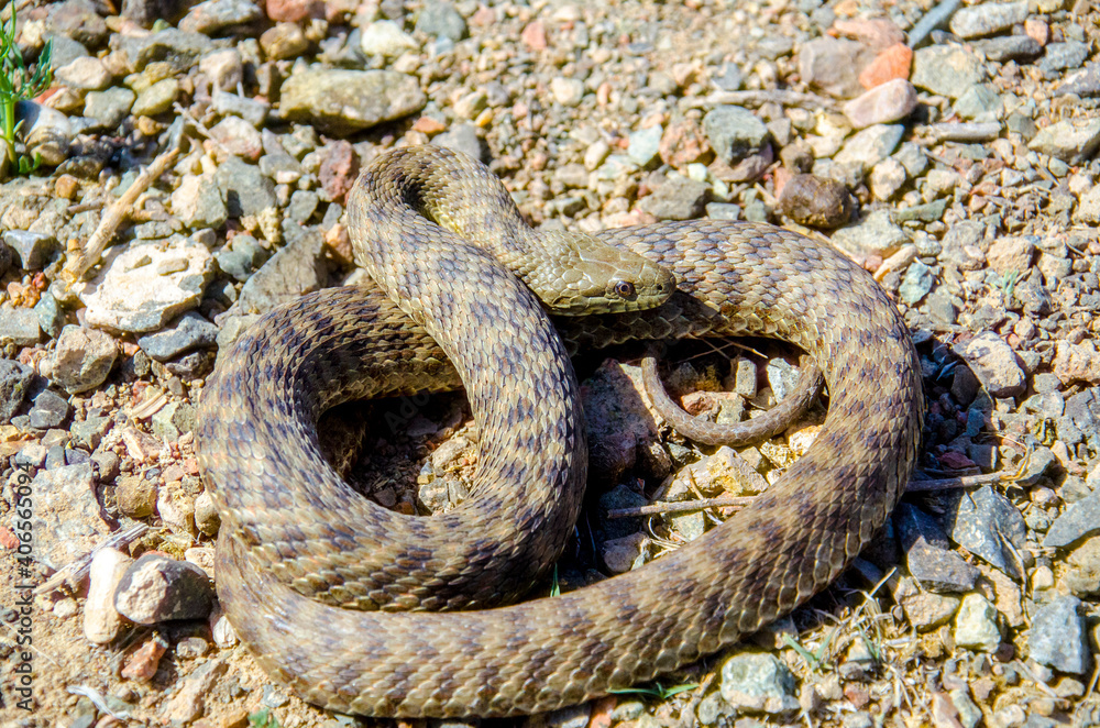 snake on the ground snake on the ground