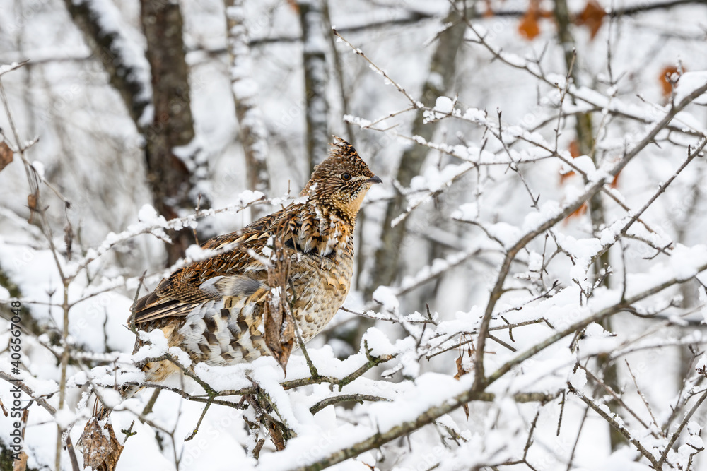 Ruffed Grouse on Tree Branch Covered in Snow in Winter, Closeup Portrait Ruffed Grouse on Tree Branch Covered in Snow in Winter, Closeup Portrait