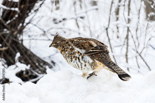 Ruffed Grouse Standing on Snowbank in Winter, Closeup Portrait