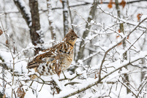 Ruffed Grouse on Tree Branch Covered in Snow in Winter, Closeup Portrait