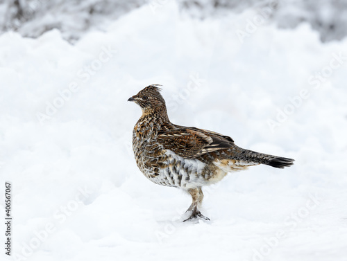 Ruffed Grouse Standing on Snow in Winter, Closeup Portrait
