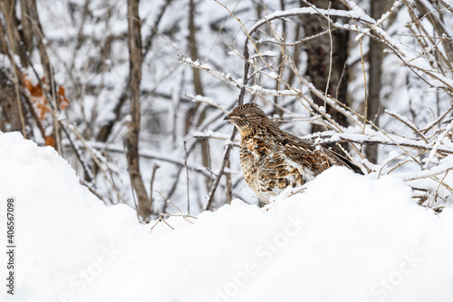 Ruffed Grouse Standing on Snowbank in Winter, Closeup Portrait