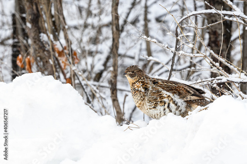 Ruffed Grouse Standing on Snowbank in Winter, Closeup Portrait