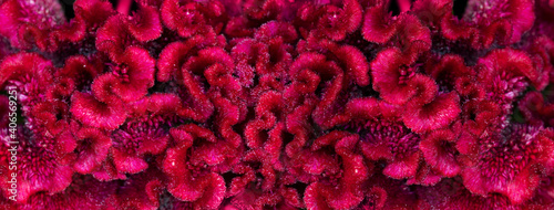 dark pink red cockscomb flower velvet texture nature banner background photo