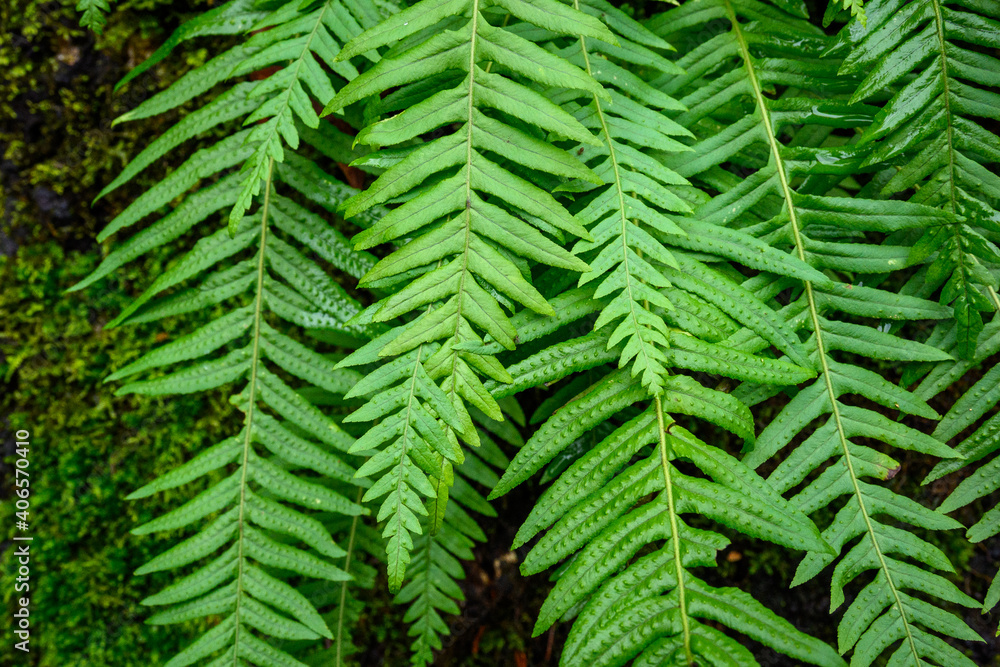 Closeup of bright green ferns, pattern and texture, as a nature background
Closeup of bright green ferns, pattern and texture, as a nature background