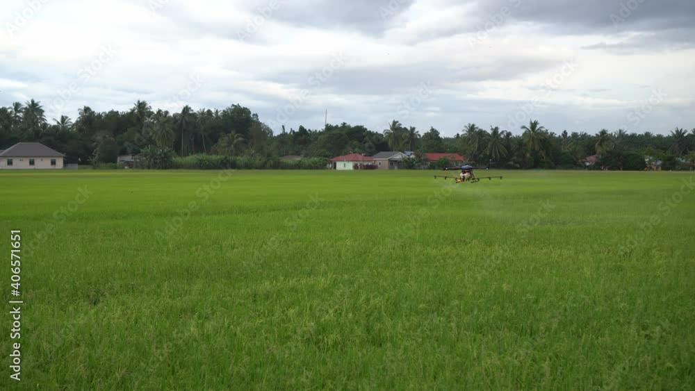Focus agricultural spraying drone at paddy field. Drove save pesticide costs and loss.