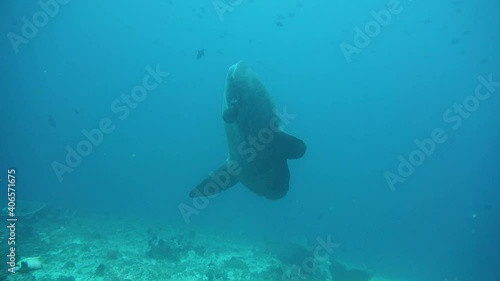 Wallpaper Mural The biggest fish on the planet is the moon fish. Indonesia island of Bali. Meeting divers with this amazing creature. Torontodigital.ca