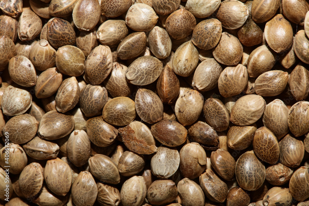 Cannabis seeds close up modern background high quality prints Cannabis seeds close up modern background high quality prints