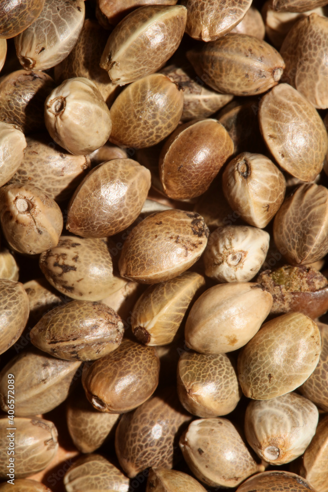 Cannabis seeds close up modern background high quality prints Cannabis seeds close up modern background high quality prints