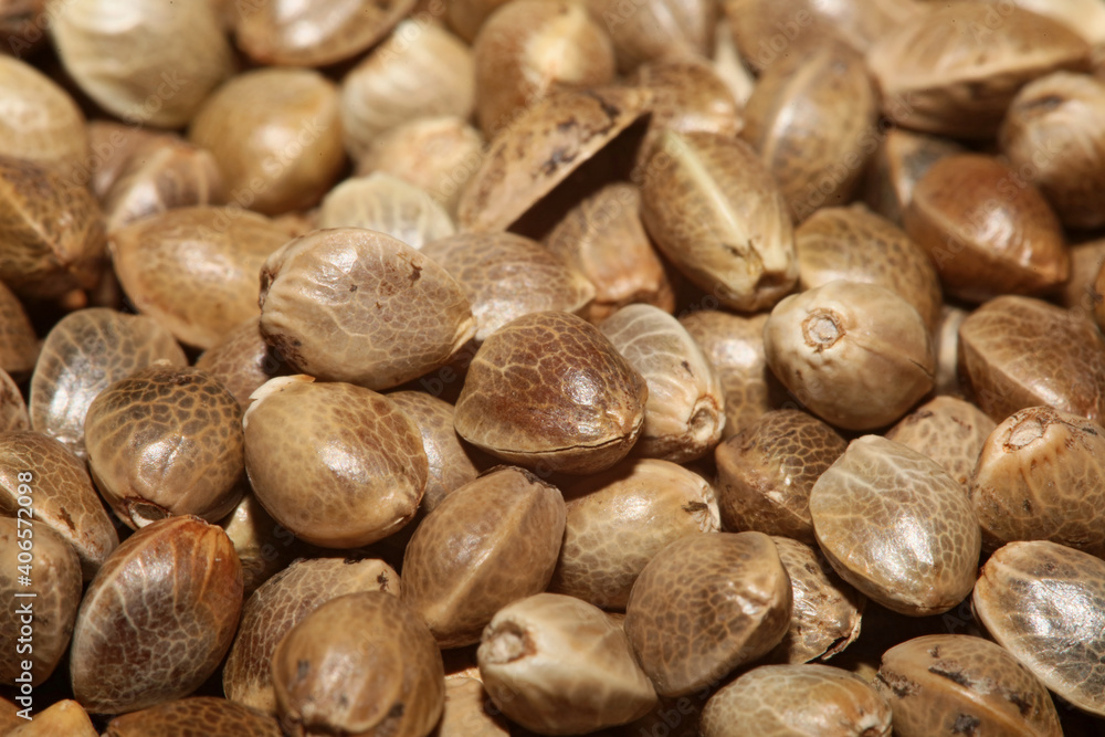 Cannabis seeds close up modern background high quality prints Cannabis seeds close up modern background high quality prints