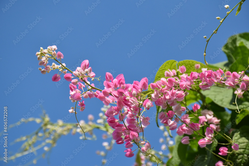 Beautiful flowering pink Coral Vine with blue sky Beautiful flowering pink Coral Vine with blue sky
