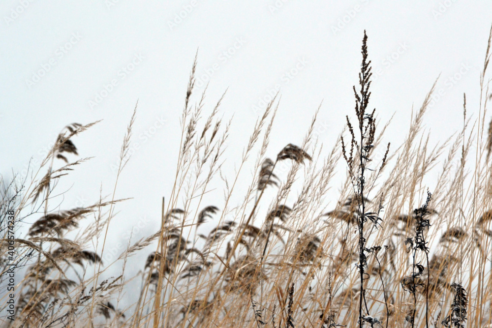 Fototapeta premium Dry grass field under snow. Winter floral background.