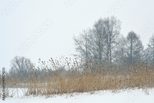 Wallpaper Mural Gloomy monochrome winter landscape in an overcast day, Silhouettes of bare trees and bushes on a snowy field Torontodigital.ca