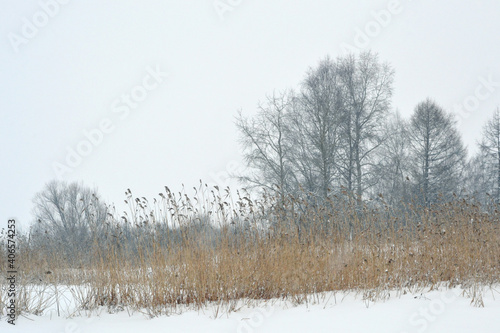 Gloomy monochrome winter landscape in an overcast day, Silhouettes of bare trees and bushes on a snowy field