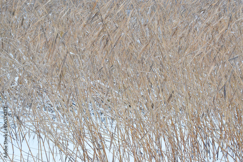 Gray winter landscape in inclement weather, with a wall of tall dry reeds in the foreground.