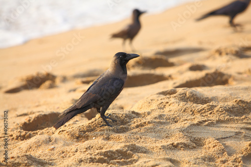 Crow on the beach sand