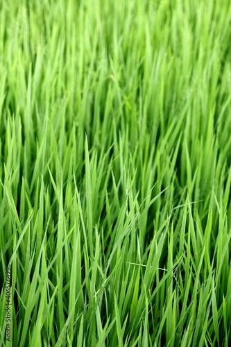 A green paddy field in India.