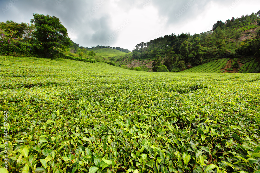 this is a tea garden in munnar hills station