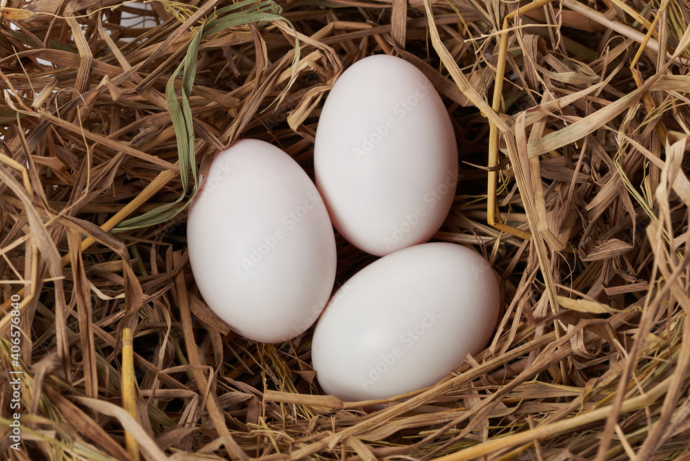 the three white egg in nest