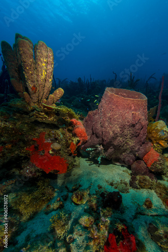 Sponges in the Grenadines