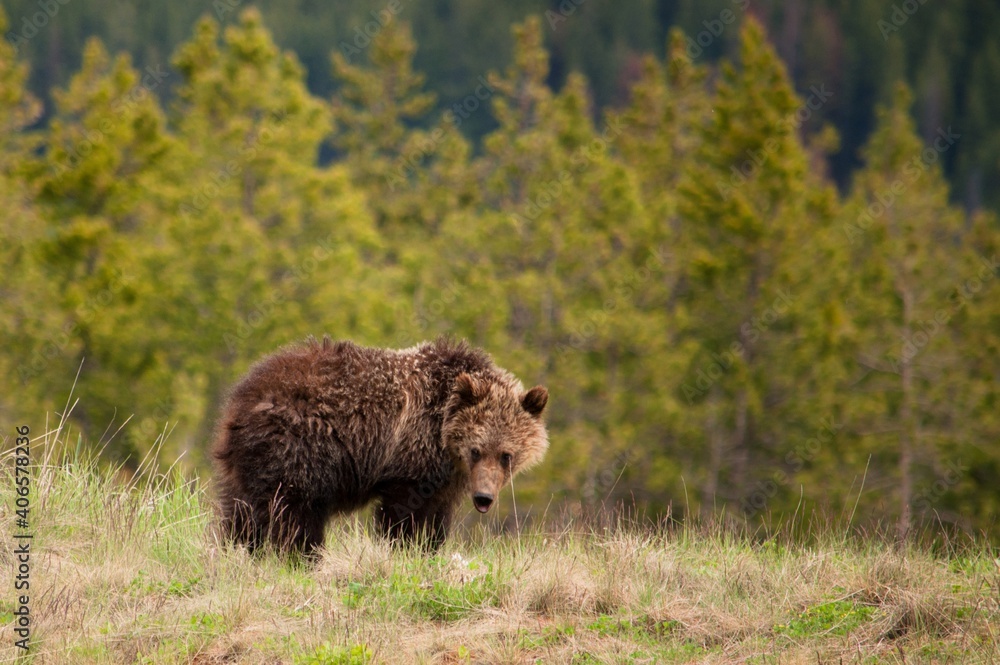 Obraz premium Grizzly cub