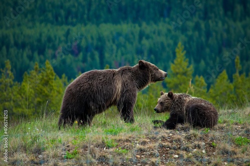 Grizzly cub and mom