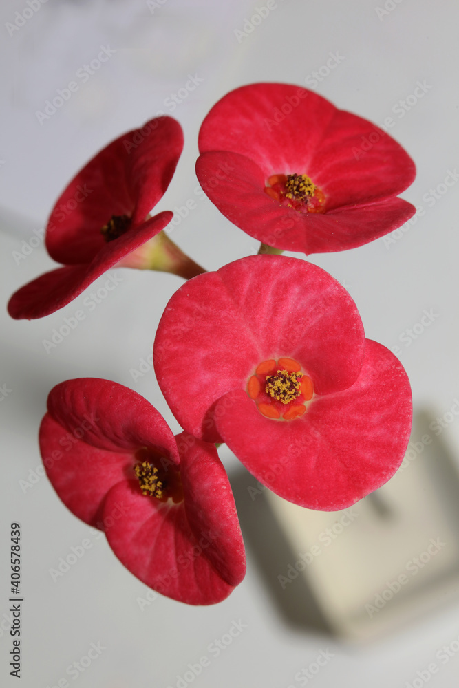 Red flower close up modern background euphorbia milii family euphorbiaceae high quality print Red flower close up modern background euphorbia milii family euphorbiaceae high quality print