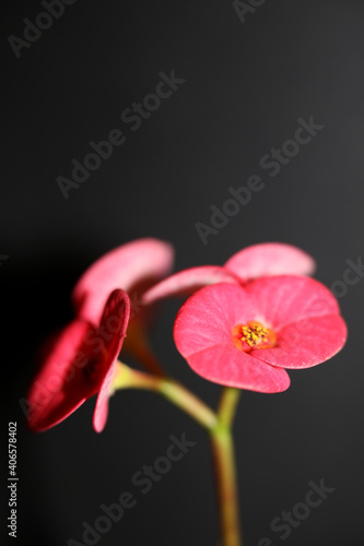 Red flower close up modern background euphorbia milii family euphorbiaceae high quality print