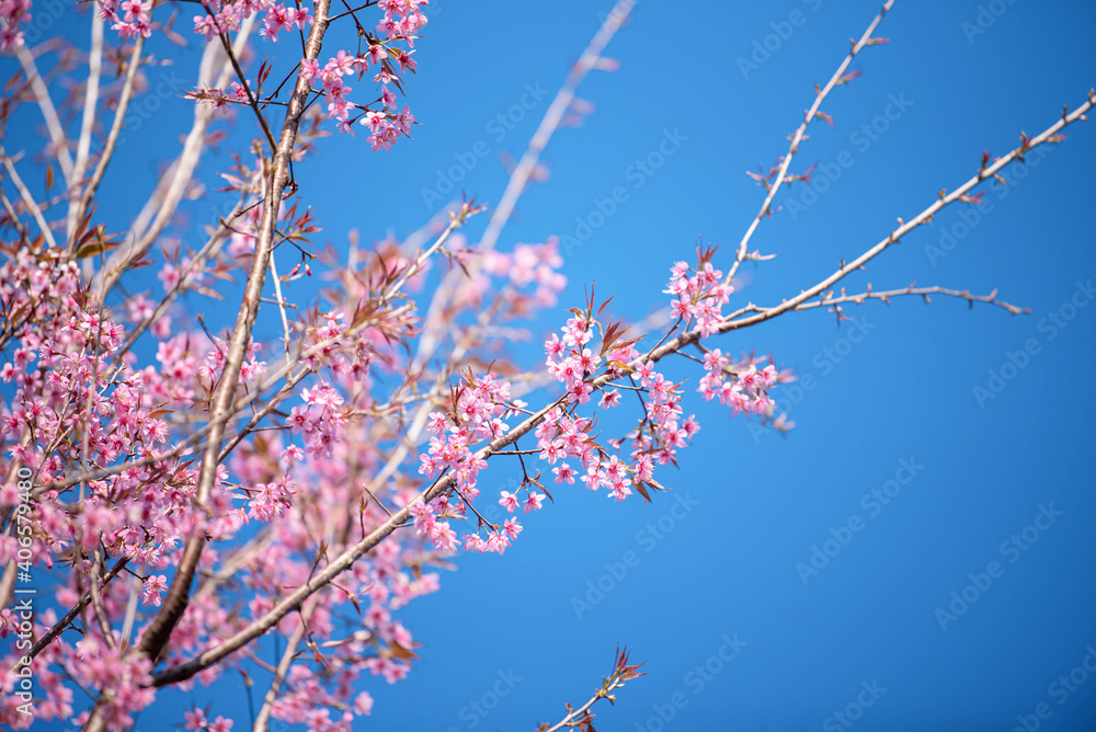 Beautiful Pink Sakura flower blooming on blue sky background Beautiful Pink Sakura flower blooming on blue sky background