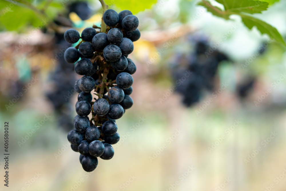 Close-up of Black grapes on the vine in the field, Grown in Thailand