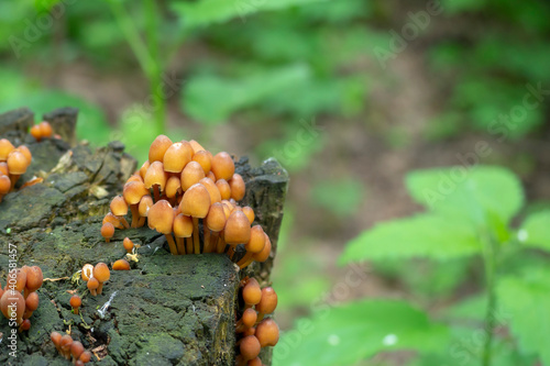 Young brown mushrooms grow on an old tree stump. Close-up. Macro.