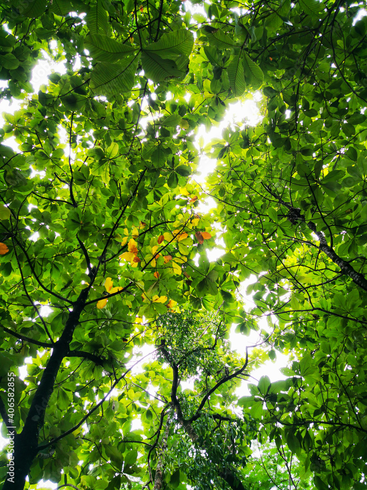Fototapeta premium tree among trees at the forest in the morning